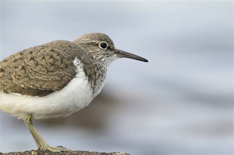 Guided Walk Wonderful Waders And Wildfowl What S On Love Bognor Regis