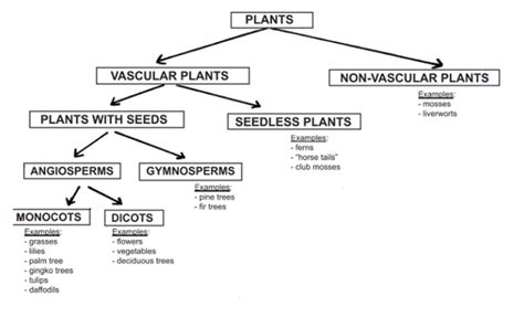 Classification Of Plants Flow Chart