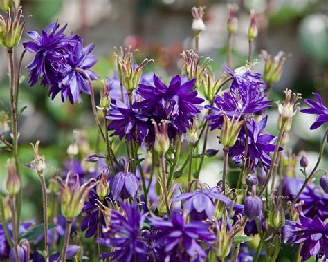 Aquilegia Blue Barlow Bare Roots — Buy Blue Double Columbines