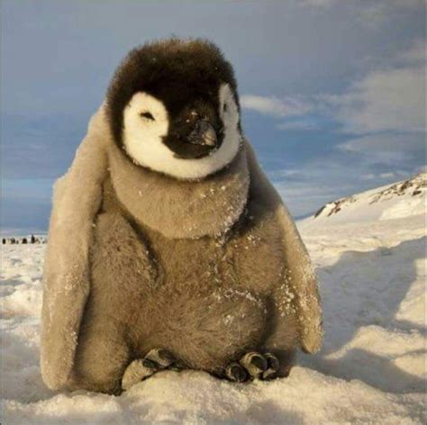 Sleepy baby penguin | Baby penguins, Penguins, Cute animals