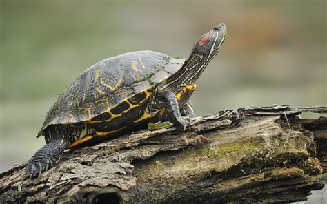 Turtle In The Garden - Ellis DownHome