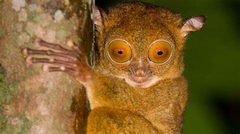 Tarsier Descripción Especies Hábitat And Datos Heading