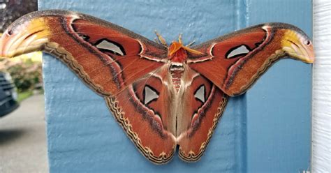 An Atlas Moth One Of The Largest Moths In The World Spotted In U S