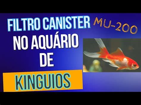 Um Timo Filtro Canister Para A Filtragem De Um Aqu Rio De Kinguios