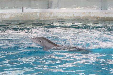 Clearwater Marine Aquarium Unveils Winter The Dolphins New Home