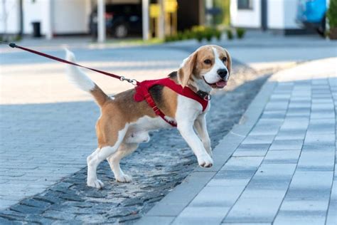 Tengo Que Pasear A Mi Perro Con Correa