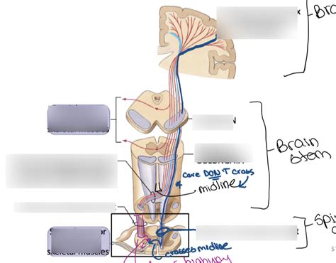 BIOL 373 Unit 2 Neural Pathways For Voluntary Movement Diagram