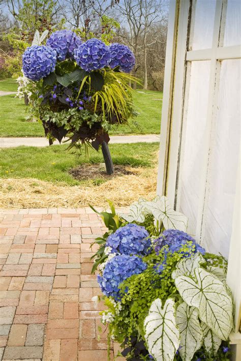 25 Hydrangea Flower Pot And Planter Arrangements Photos Home Stratosphere