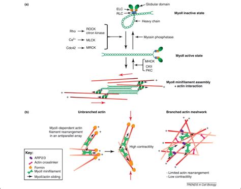 Biomechanical Regulation Of Contractility Spatial Control And Dynamics