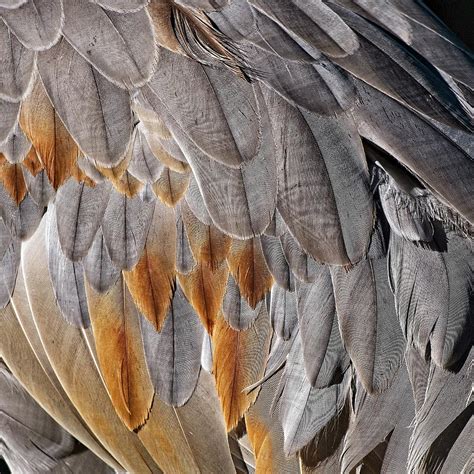 Sandhill Crane Feather Detail 1 Photograph By Steven Ralser Pixels