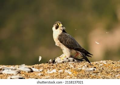 Peregrine Falcon Hunting Territory Stock Photo 2118137021 | Shutterstock