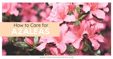 How To Care For Azaleas The Kitchen Garten