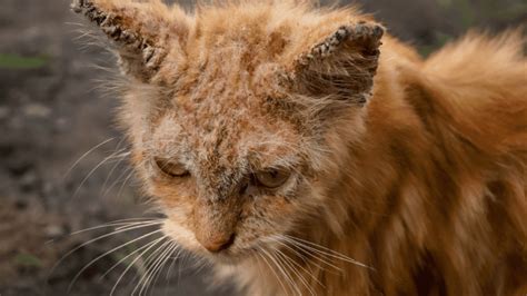 Sarna En Gatos Como Detectarla Y Tratarla Blog Felinus