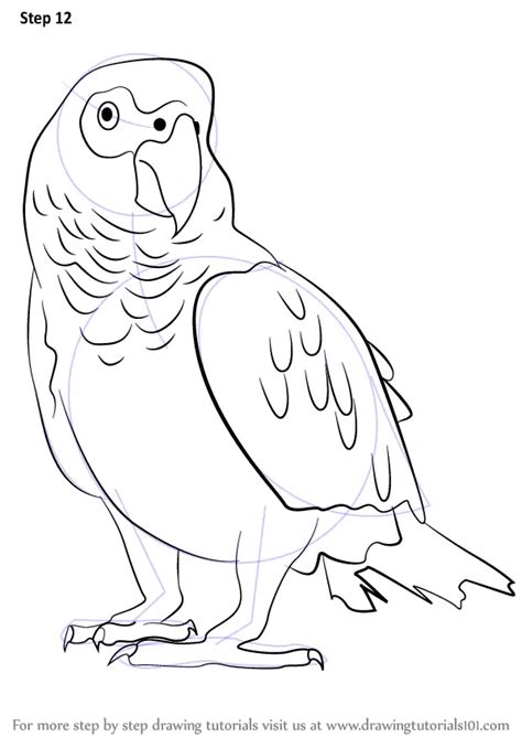 How to Draw an African Grey Parrot (Birds) Step by Step ...