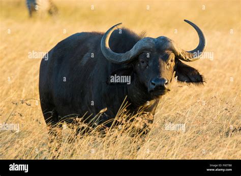 Solitary African Cape Buffalo Syncerus Caffer Masai Mara National