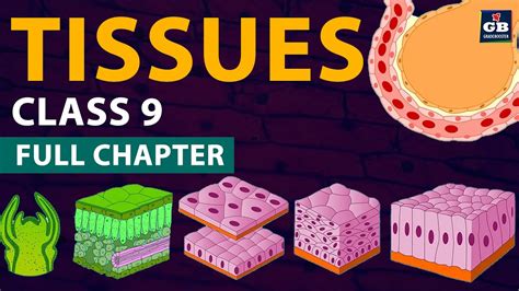 Tissues Class 9 Full Chapter Animation Cbse Class 9 Biology Chapter 6 Ncert