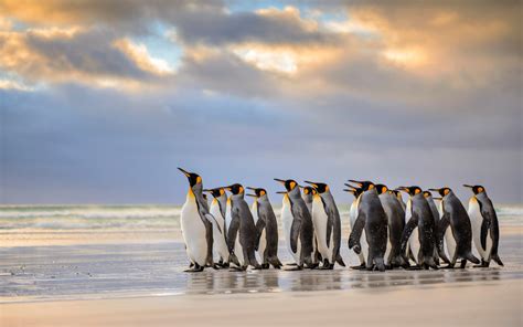 🔥 [60+] Penguin Windows Wallpapers | WallpaperSafari