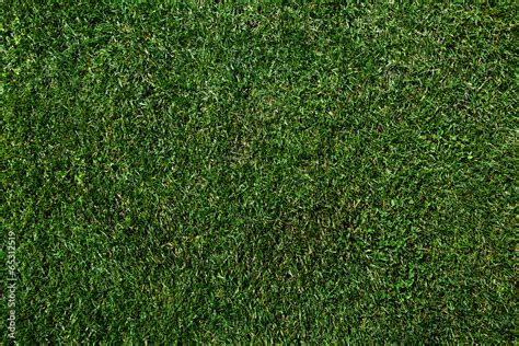 green grass texture Stock Photo | Adobe Stock