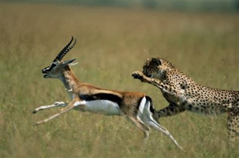 Cheetah Versus Impala Each Has A Competitive Edge Cheetah