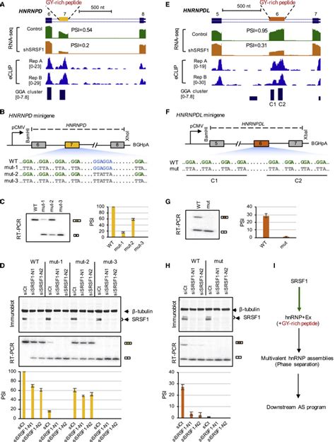 Modeling Rna Binding Protein Specificity In Vivo By Precisely