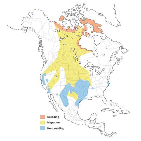 Snow Goose Migration Maps Migration Maps For Snow Geese Whiteout