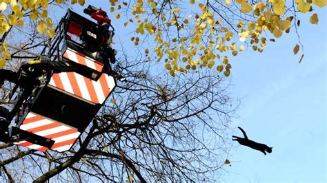 Reißaus vor den Rettern Katze springt fünf Meter in Tiefe Straße