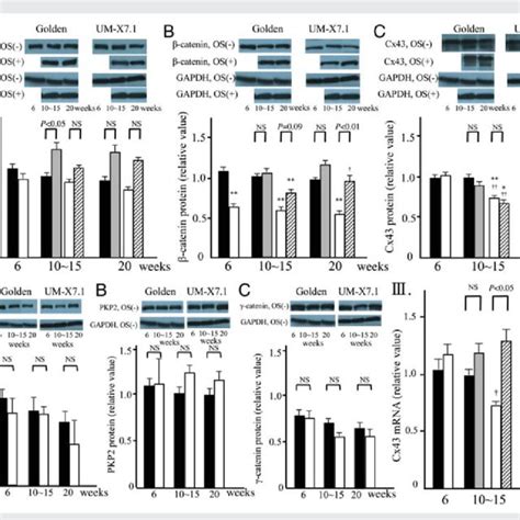 I Quantitative Analysis Of N Cadherin A B Catenin B And Cx43