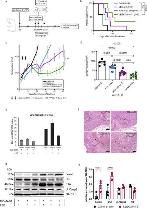 Effect Of Combination And Monotherapy In Xenograft Mouse Models A