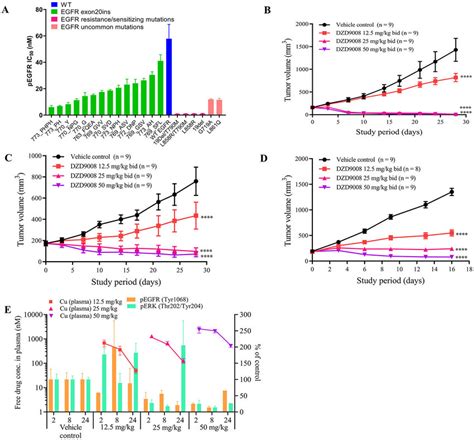 In Vitro And In Vivo Antitumor Activity Of Sunvozertinib In Egfr Download Scientific Diagram