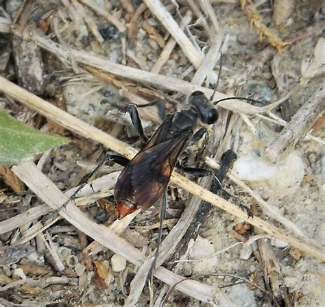 Unknown Wasp Prionyx Bugguide Net