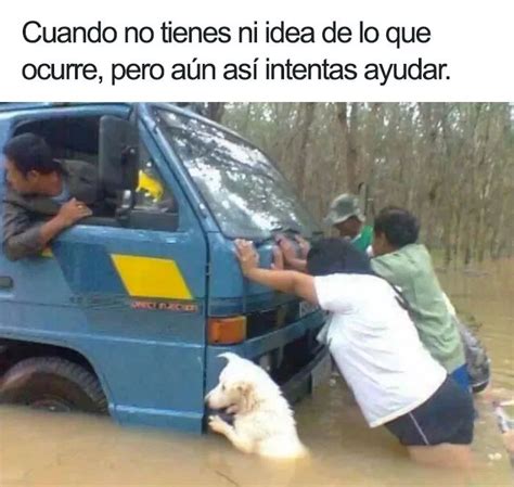 19 Divertidos Y Geniales Memes De Perros Que Te Harán Sonreír Por El