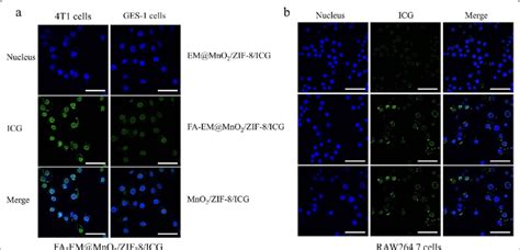 A CLSM Images Of 4T1 And GES 1 Cells Incubated With FA EM MnO 2