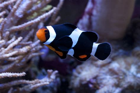 All Black Clownfish