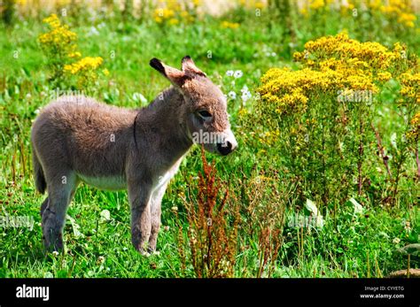 A Donkey Foal Alone On The Meadows Stock Photo Alamy