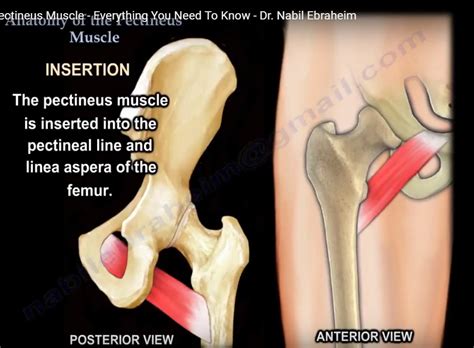 Anatomy Of The Pectineus Muscle OrthopaedicPrinciples