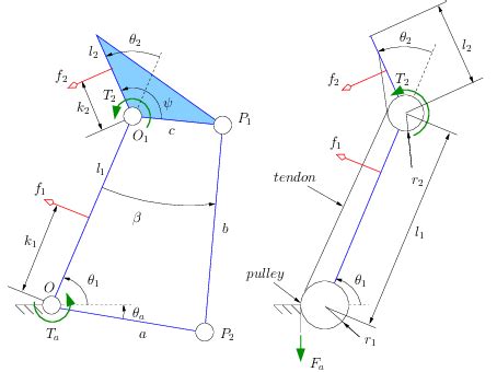 Two-phalanx fingers. | Download Scientific Diagram