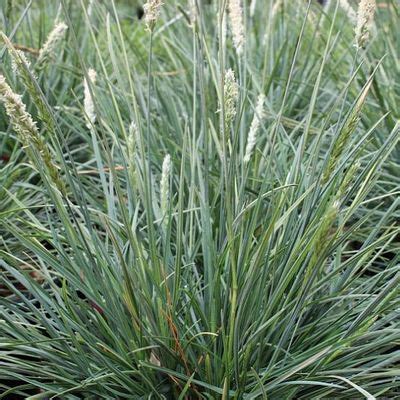 Sesleria Autumnalis Campo De Azul