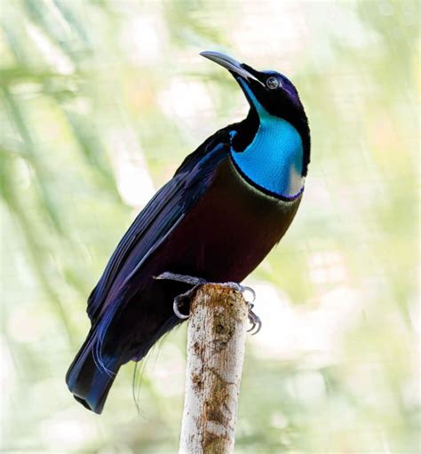 The Magnificent Riflebird: One of the most beautiful and striking birds ...