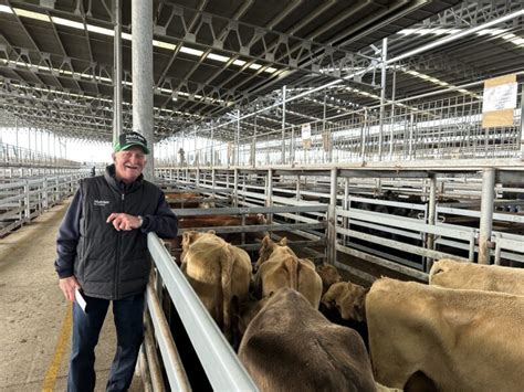 Mortlake And Yass Join Rlx Livestock Saleyard Network Sheep Central