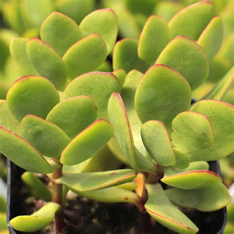 Crassula Pubescens Subsp Radicans Small Red Carpet Stonecrop