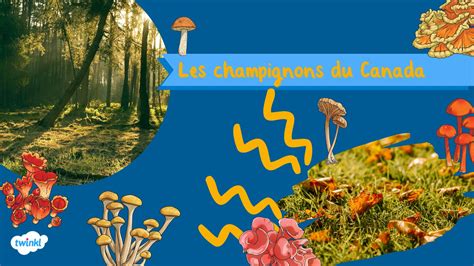 Un Guide Sur Les Champignons Pour Les Enfants Twinkl Ca