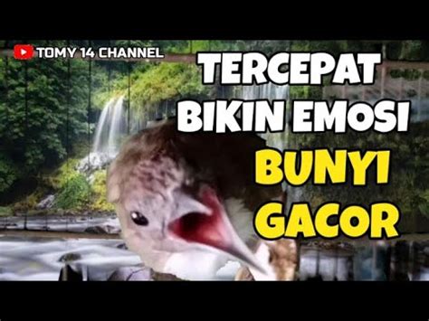 Pancingan Bikin Emosi Cucak Jenggot Sumatra Bahan Biar Cepat Gacor