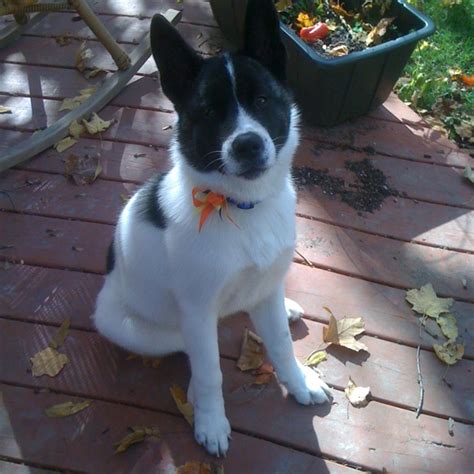 6 Month Old Akita Cuteness 6 Month Olds Akita Cute