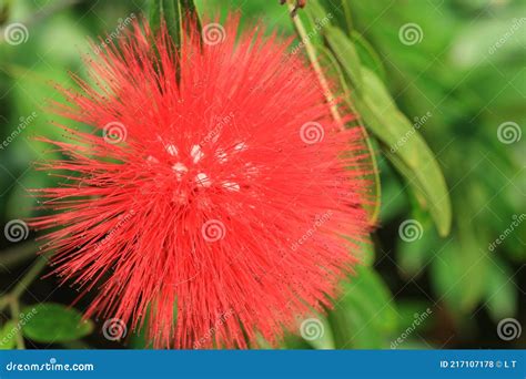 Sorbus Rufopilosa Red Flower Bud Stock Photo Image Of Tropical