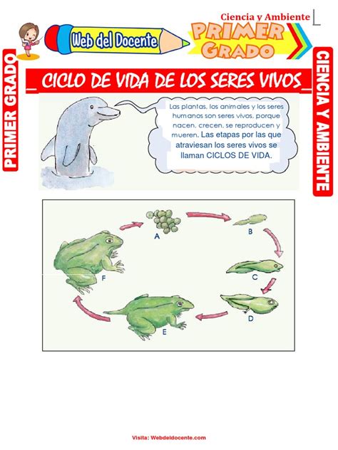 Ciclo De Vida De Los Seres Vivos Para Primer Grado De Primaria Pdf