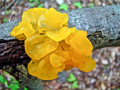 Tremella Mesenterica Yellow Brain Fungus Photograph By Mother Nature