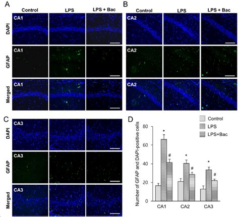 Double Immunofluorescence Labeling Of Glial Fibrillary Acidic Protein