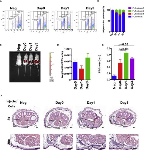 The Immunogenicity Of Hesc Mscs With Day0 Day1 And Day3 Hesc Mscs A Download Scientific