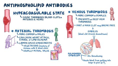 Antiphospholipid Syndrome Video Anatomy And Definition Osmosis