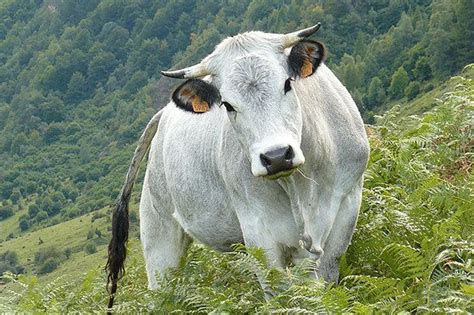 Gascon cattle - Alchetron, The Free Social Encyclopedia